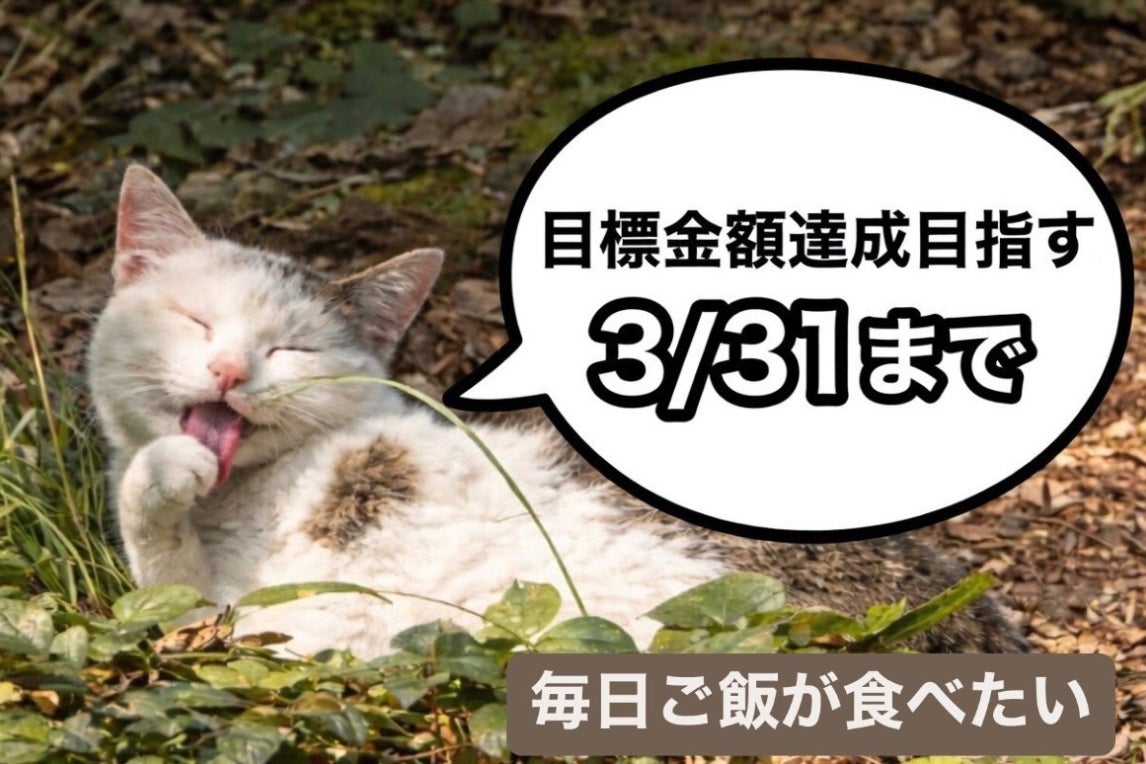 長崎】助けて〜小さな命を守る 〜にゃんとかせんば〜 - CAMPFIRE 