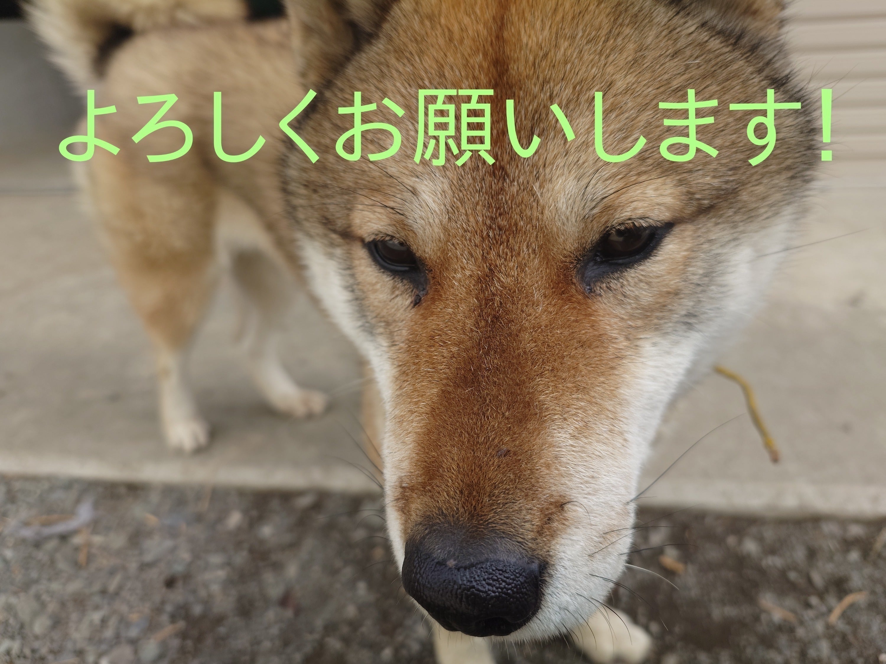 2番目のメイン画像