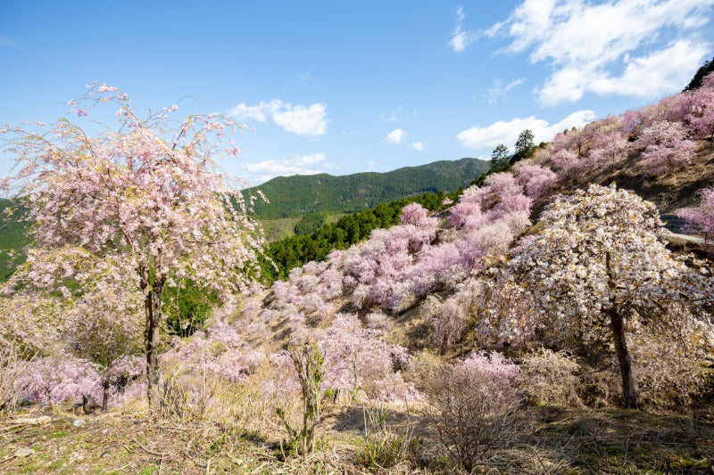 4番目のメイン画像