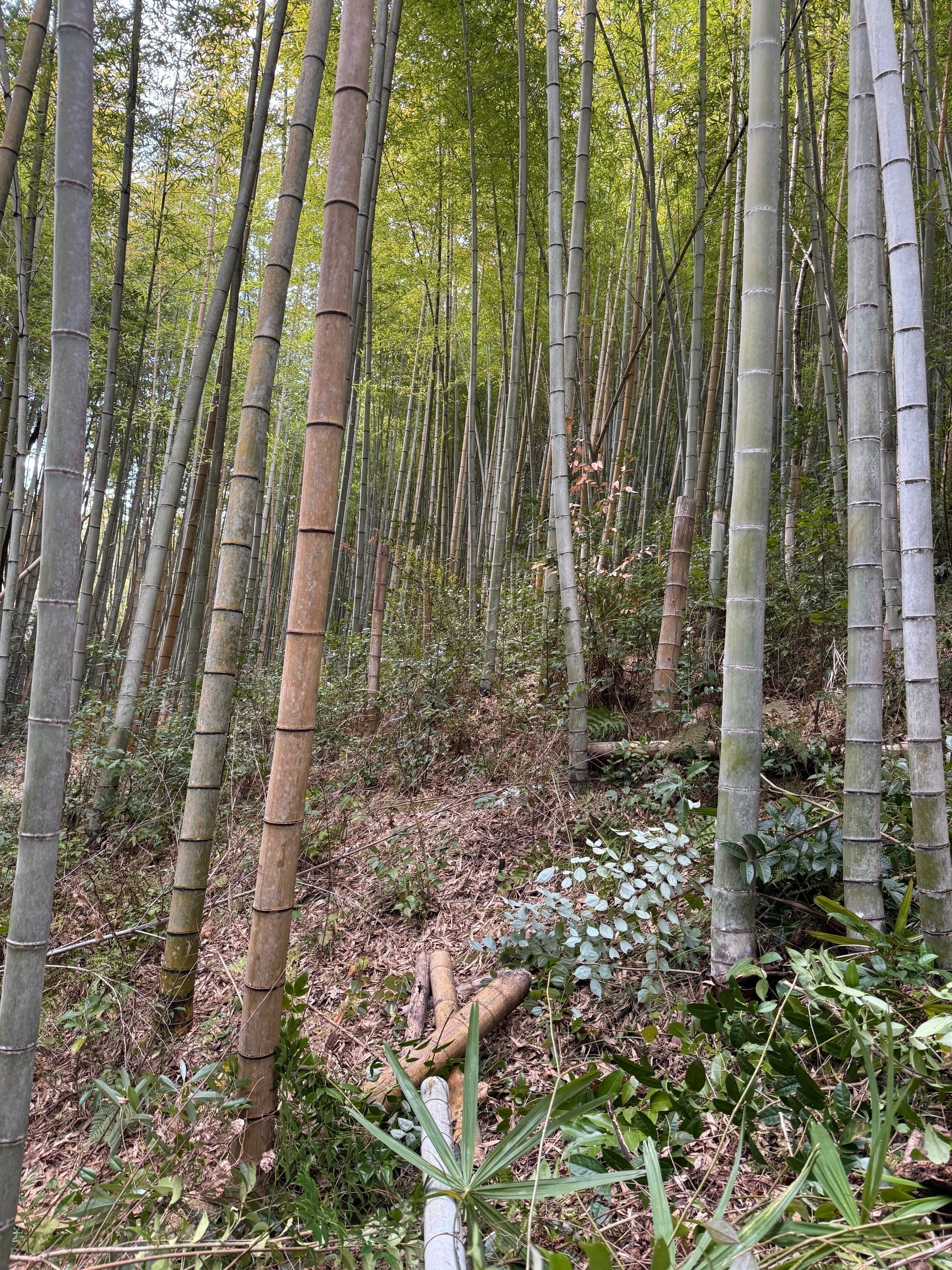 5番目のメイン画像