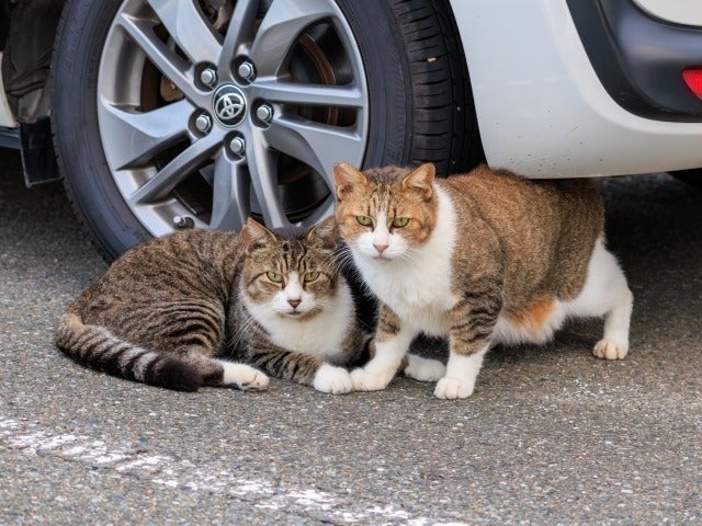 3番目のメイン画像