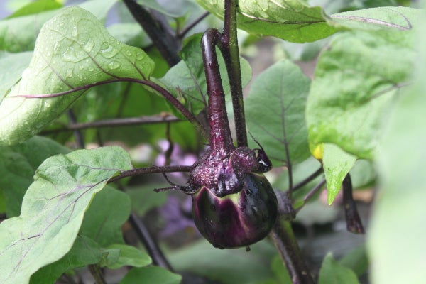 美味しい薄皮丸茄子漬物を楽しむ新プロジェクト