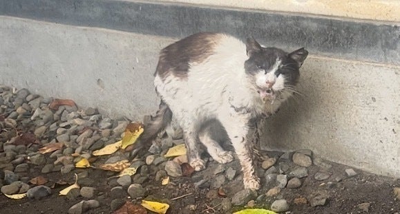 2番目のメイン画像