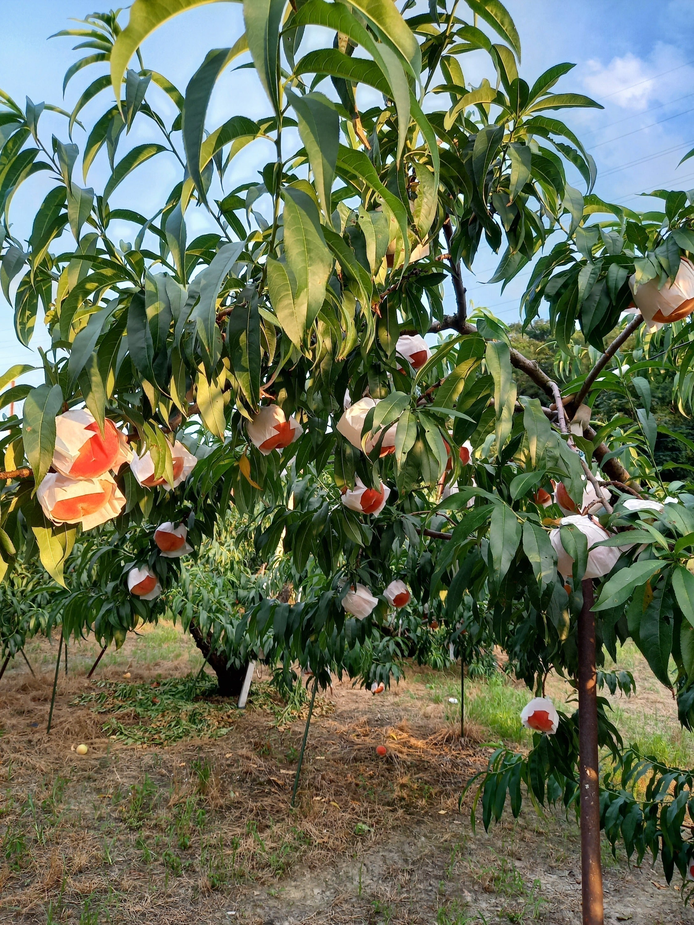 4番目のメイン画像