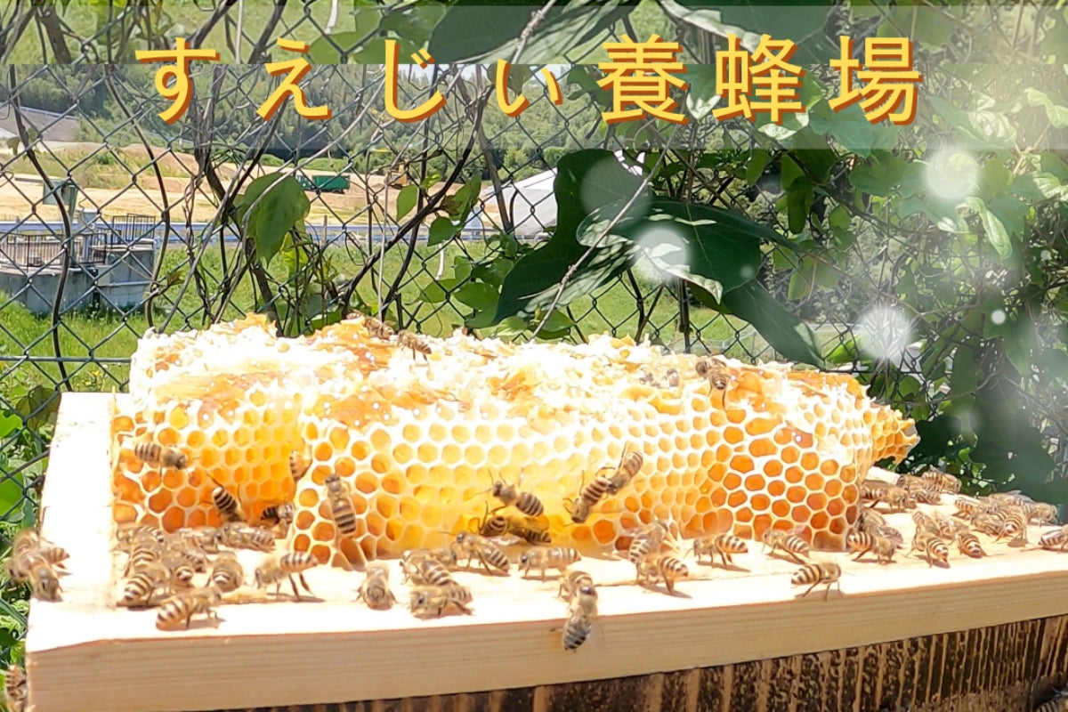 日本ミツバチを増やす挑戦｜すえじぃ養蜂場 - CAMPFIRE (キャンプ