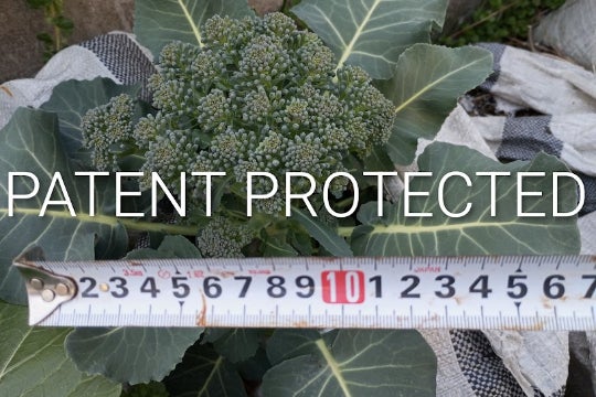 1番目のメイン画像