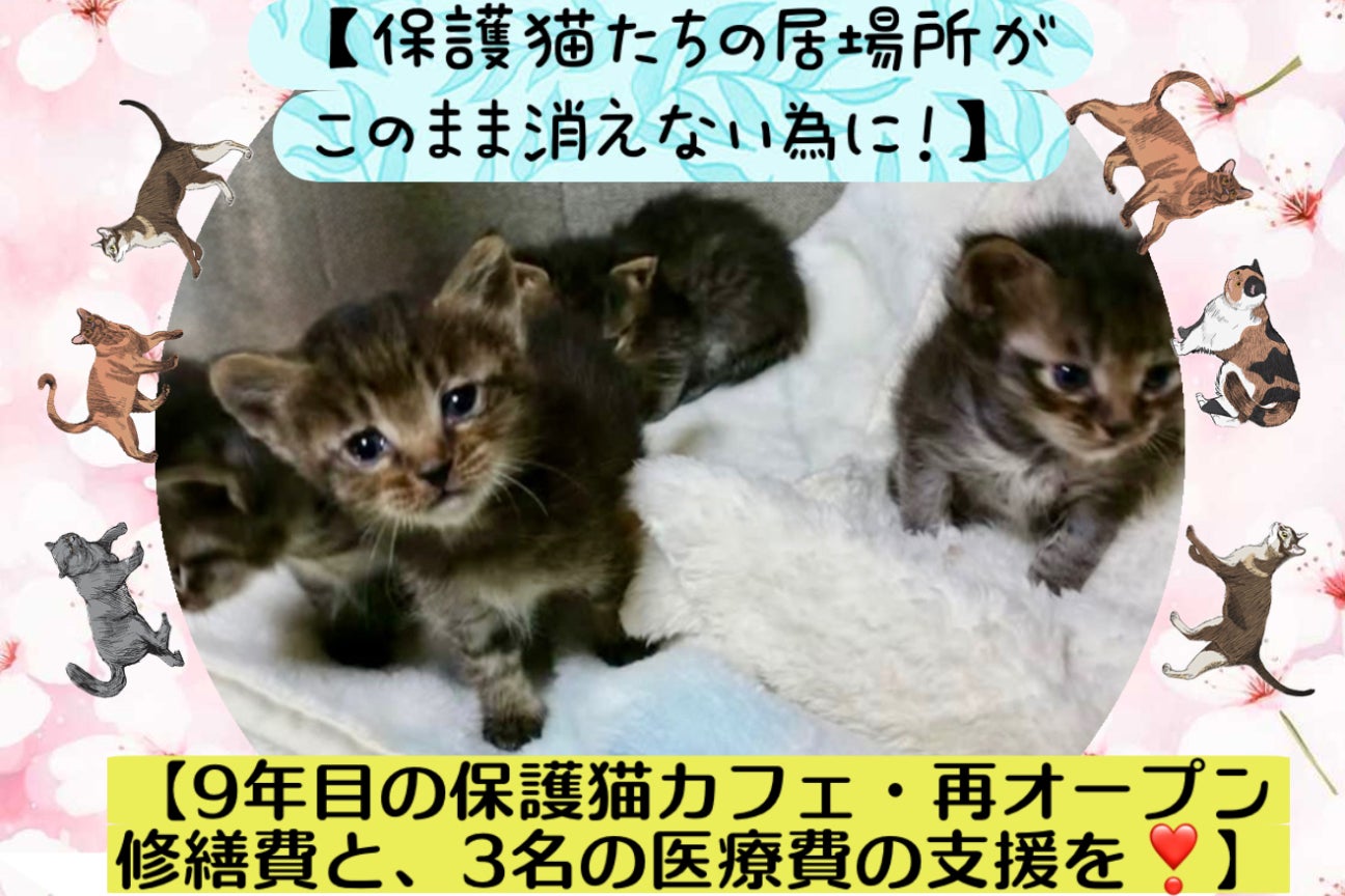小樽の猫カフェが新たな挑戦！護猫活動の重要性