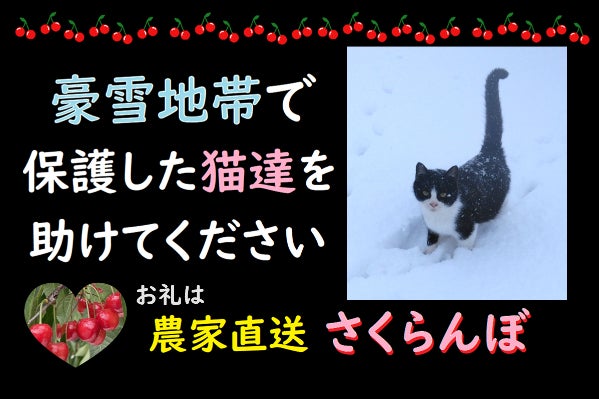 雪の中保護した猫達を守りたい 【お礼】農家直送さくらんぼ - CAMPFIRE