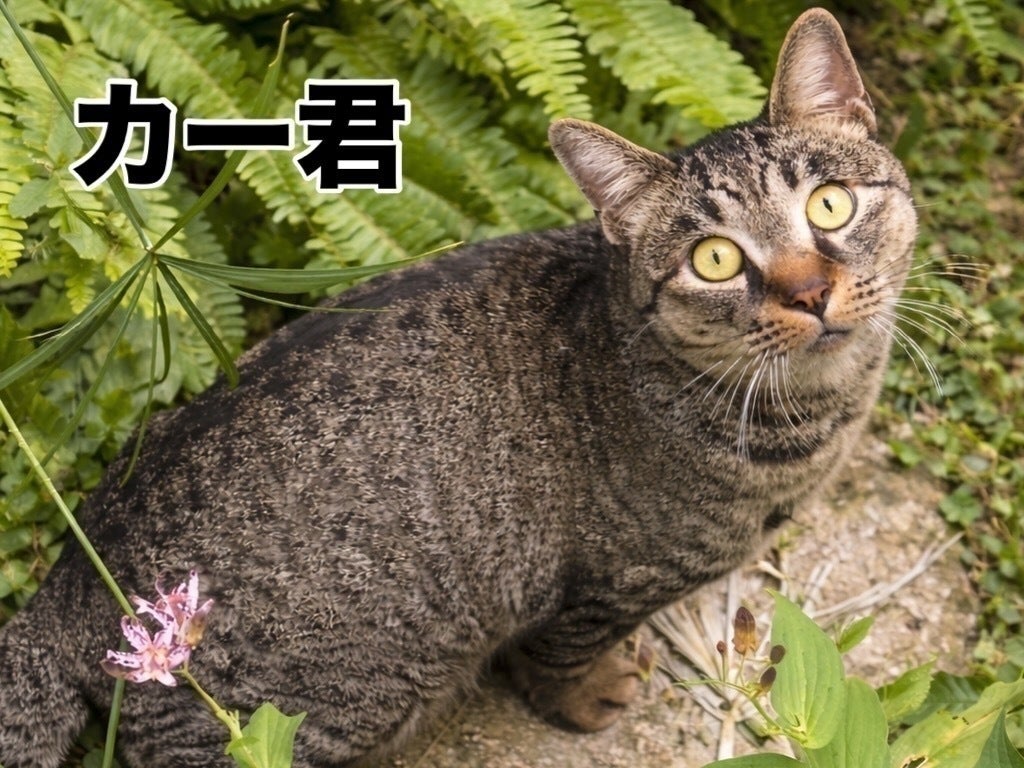 3番目のメイン画像