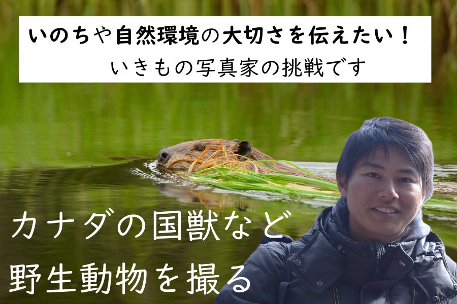 ビーバー」「ヘラジカ」カナダの大自然で動物を撮影。次世代に命や環境 