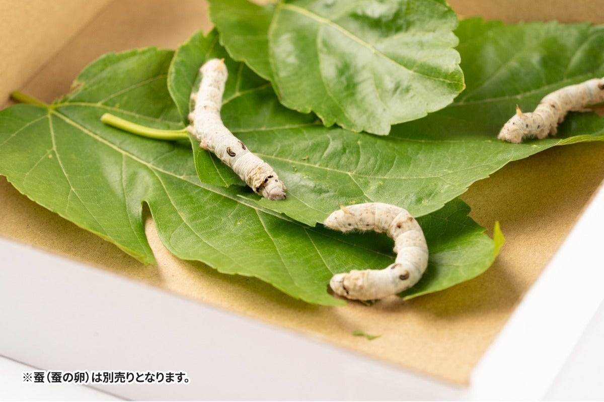 日本初!飼育ケース×専用アプリ】子どもたちへ、養蚕文化と出会う体験 日本初!飼育ケース×専用アプリ】子どもたちへ、養蚕文化と出会う体験