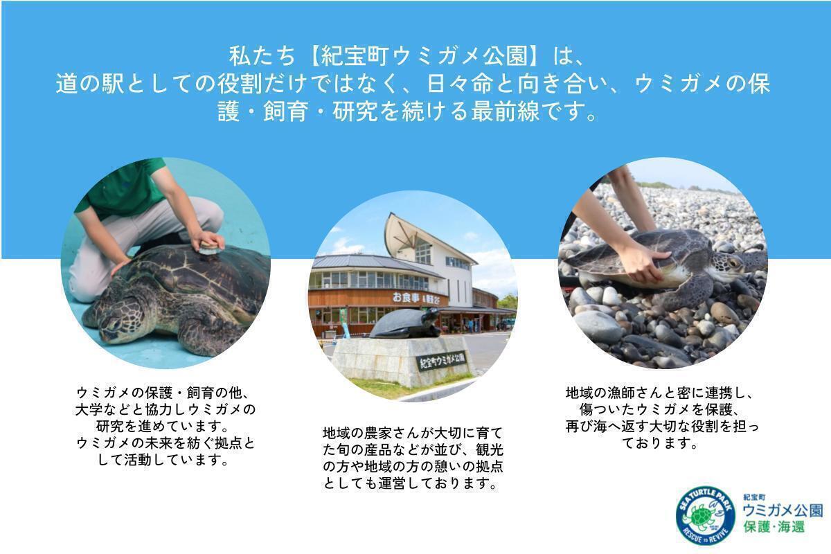 紀宝町ウミガメ公園｜ウミガメの命を地域で守る。持続可能な保護の