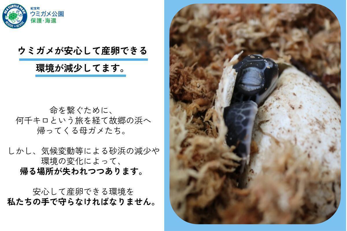 紀宝町ウミガメ公園｜ウミガメの命を地域で守る。持続可能な保護の