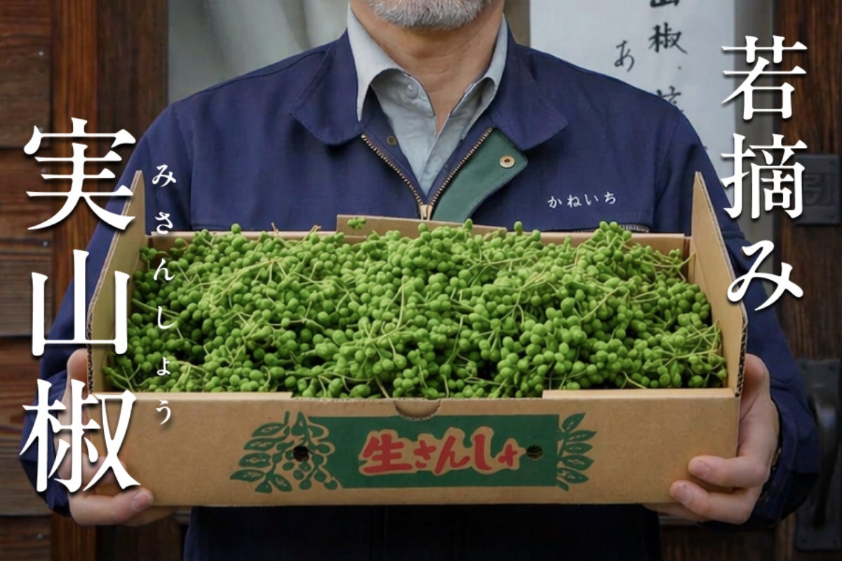 農家の想いと共に！1週間しか収穫できない「若摘み実山椒」を鮮度抜群