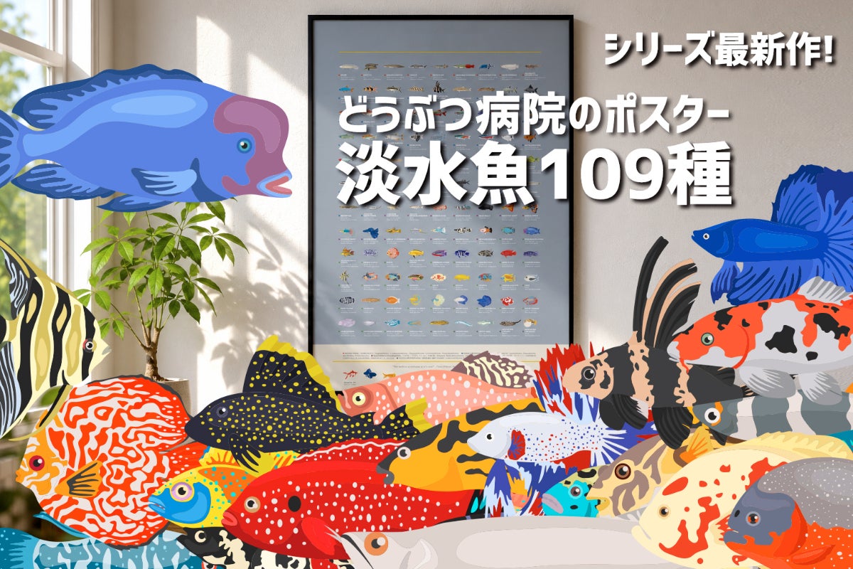 魚ポスター 淡水魚編｜動物病院ポスターシリーズ第3弾 - CAMPFIRE