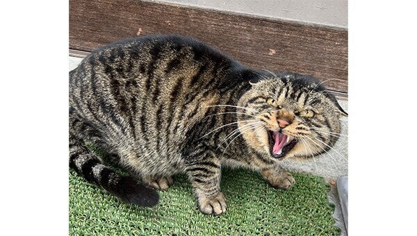 愛にゃんプロジェクト ～猫も人も共に生きるまちを目指して