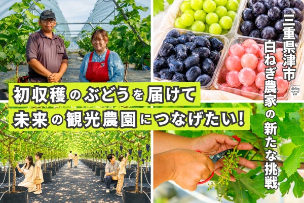 白ネギ農家の挑戦!三重県津市で初収穫のぶどうを届け、未来の観光農園