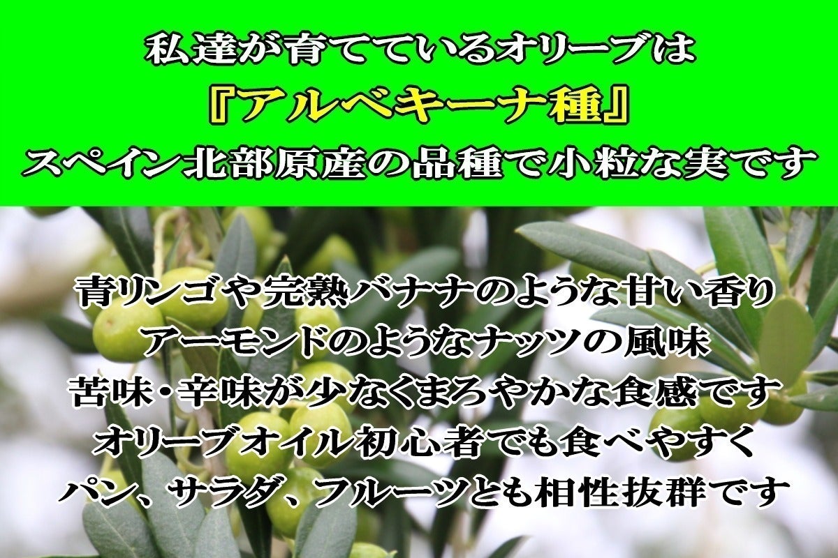 アゼルバイジャン産オリーブオイルを日本へ。コーカサスの恵みを届け