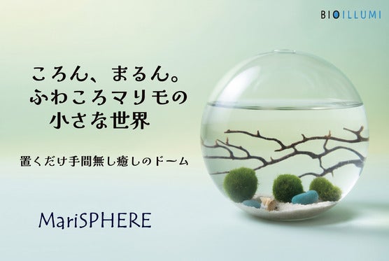 ころん、まるん。ふわころマリモの小さな世界 置くだけ手間無し癒しのテラリウム