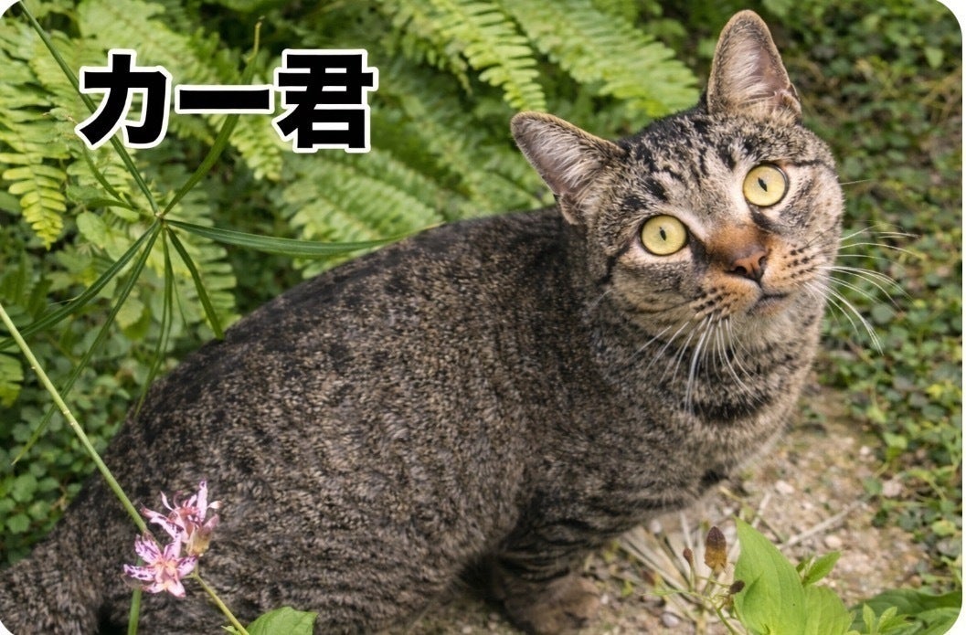 4番目のメイン画像