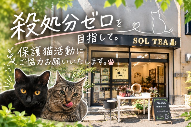1匹でも多くの猫たちを保護し、新しい家族のもとへ届けたい