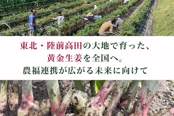 黄金生姜で農福連携!全国へ希望を届ける挑戦 障がい者と共に育てる黄金生姜