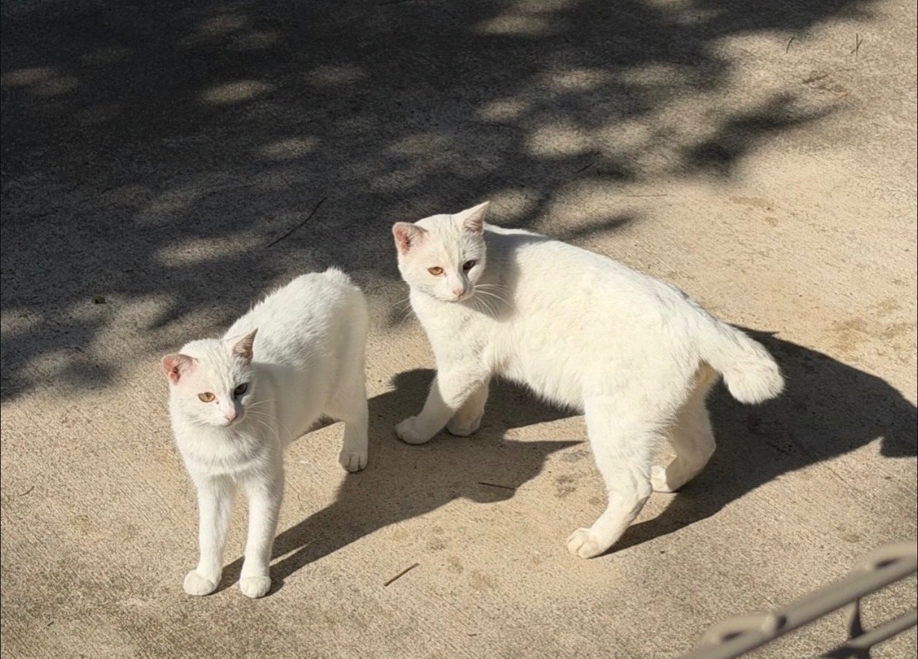 保護猫の医療費とTNRを続けたい。地域の猫たちを守る活動にご支援を
