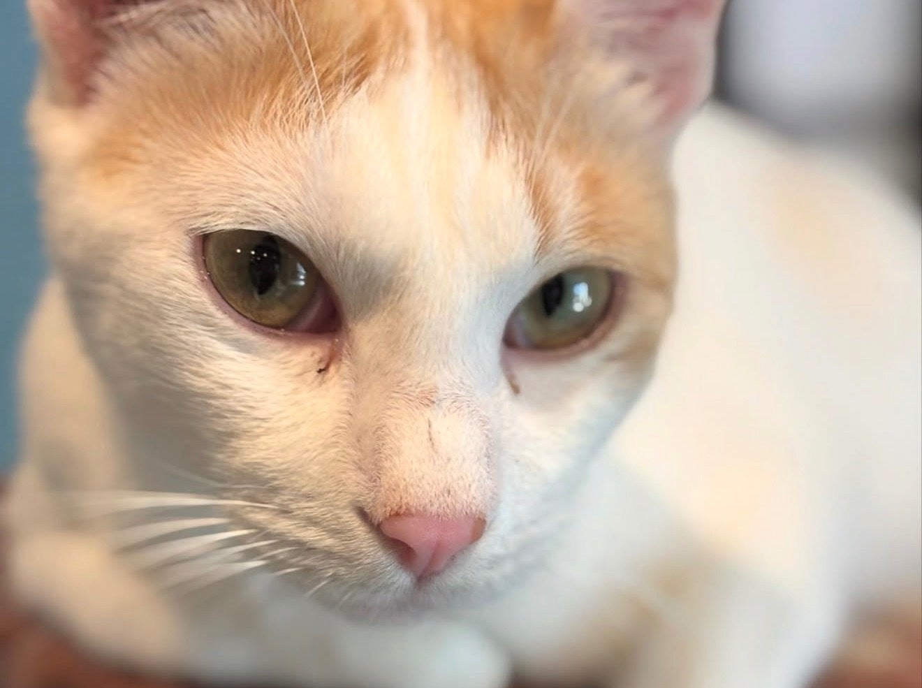保護猫の医療費とTNRを続けたい。地域の猫たちを守る活動にご支援を