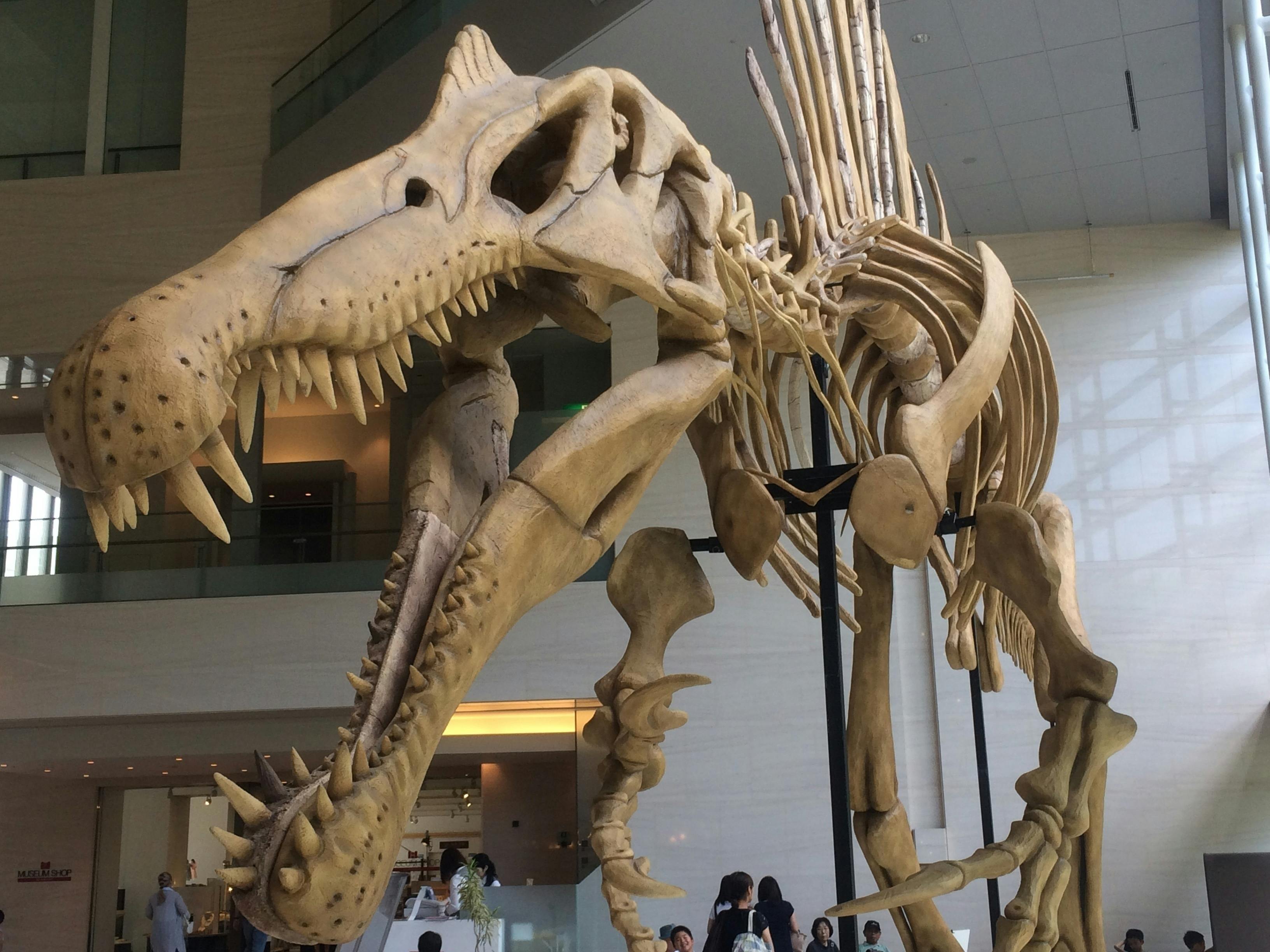 特価 貴重 本物 ティラノサウルス T-REX 歯化石 5cm位 東京サイエンス