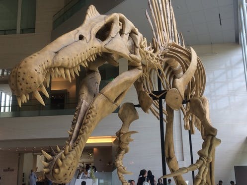 博物館で購入し状態は良いですスピノサウルス　本物　化石　歯　標本
