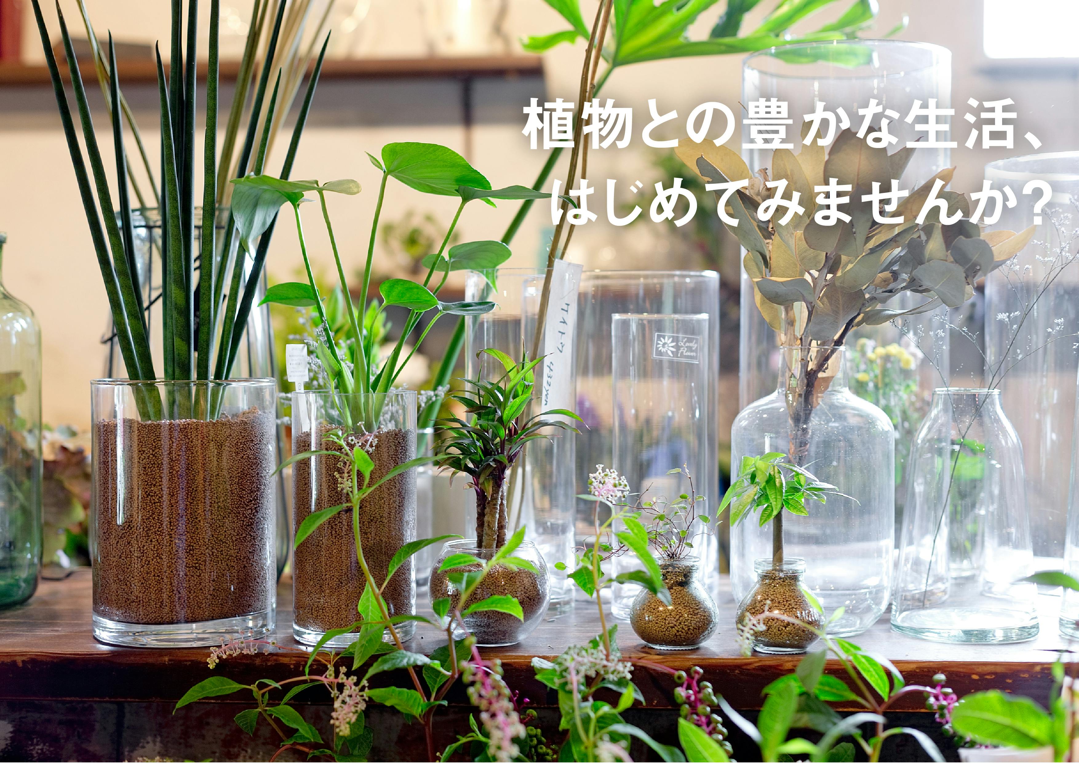 枯らしたくない人のために 土を使わない観葉植物 セラミックソイル Campfire キャンプファイヤー