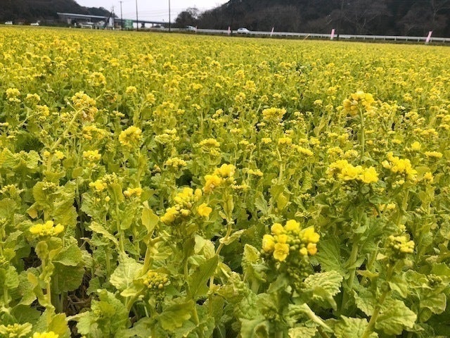 姫路城マラソン菜の花プロジェクト Campfire キャンプファイヤー