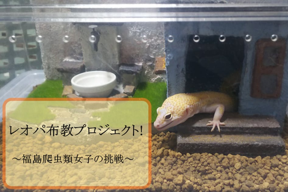 レオパ布教プロジェクト！ ～福島爬虫類女子の挑戦～ - CAMPFIRE
