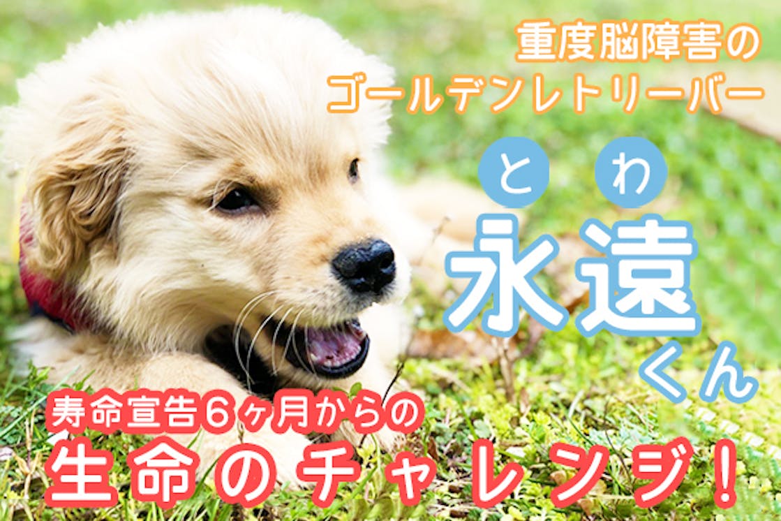 重度脳障害の子犬 永遠 とわ くん寿命6ヶ月宣告からの生命のチャレンジ Campfireコミュニティ 重度脳障害の子犬 永遠 とわ くん寿命6ヶ月宣告からの生命のチャレンジ Campfireコミュニティ