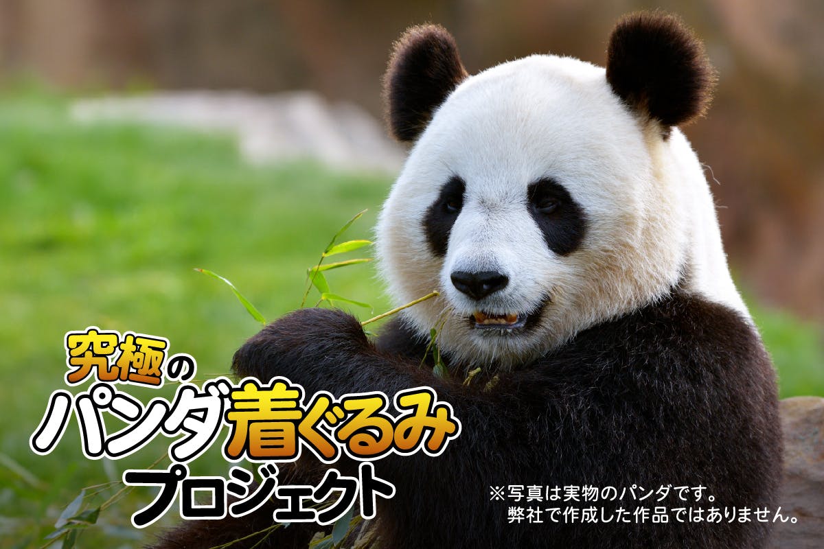 究極のパンダ着ぐるみ プロジェクト Campfire キャンプファイヤー 究極のパンダ着ぐるみ プロジェクト Campfire キャンプファイヤー