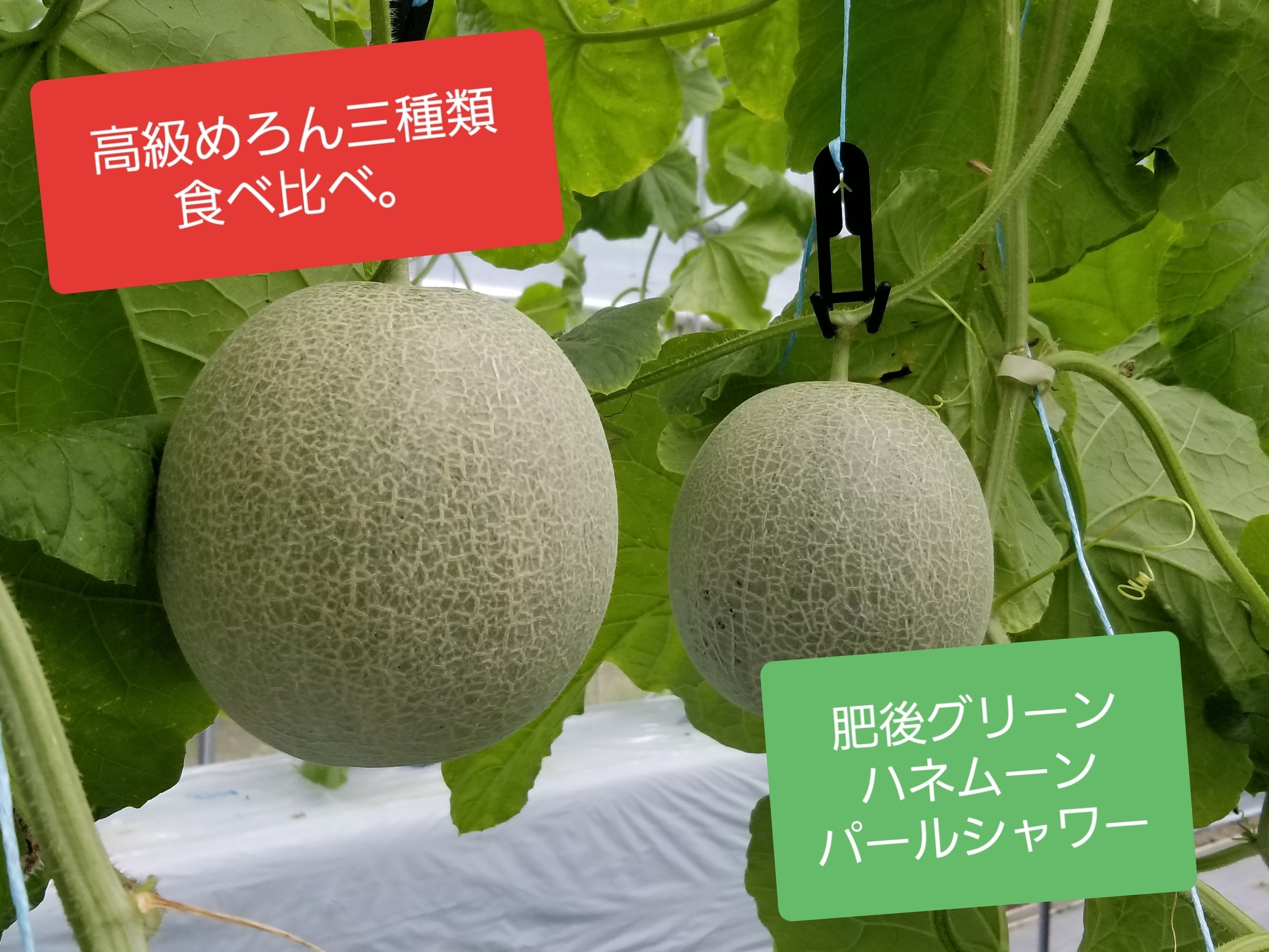 TVで話題のいちご屋さんが本気で作った高級めろん。三種類食べ比べ。in