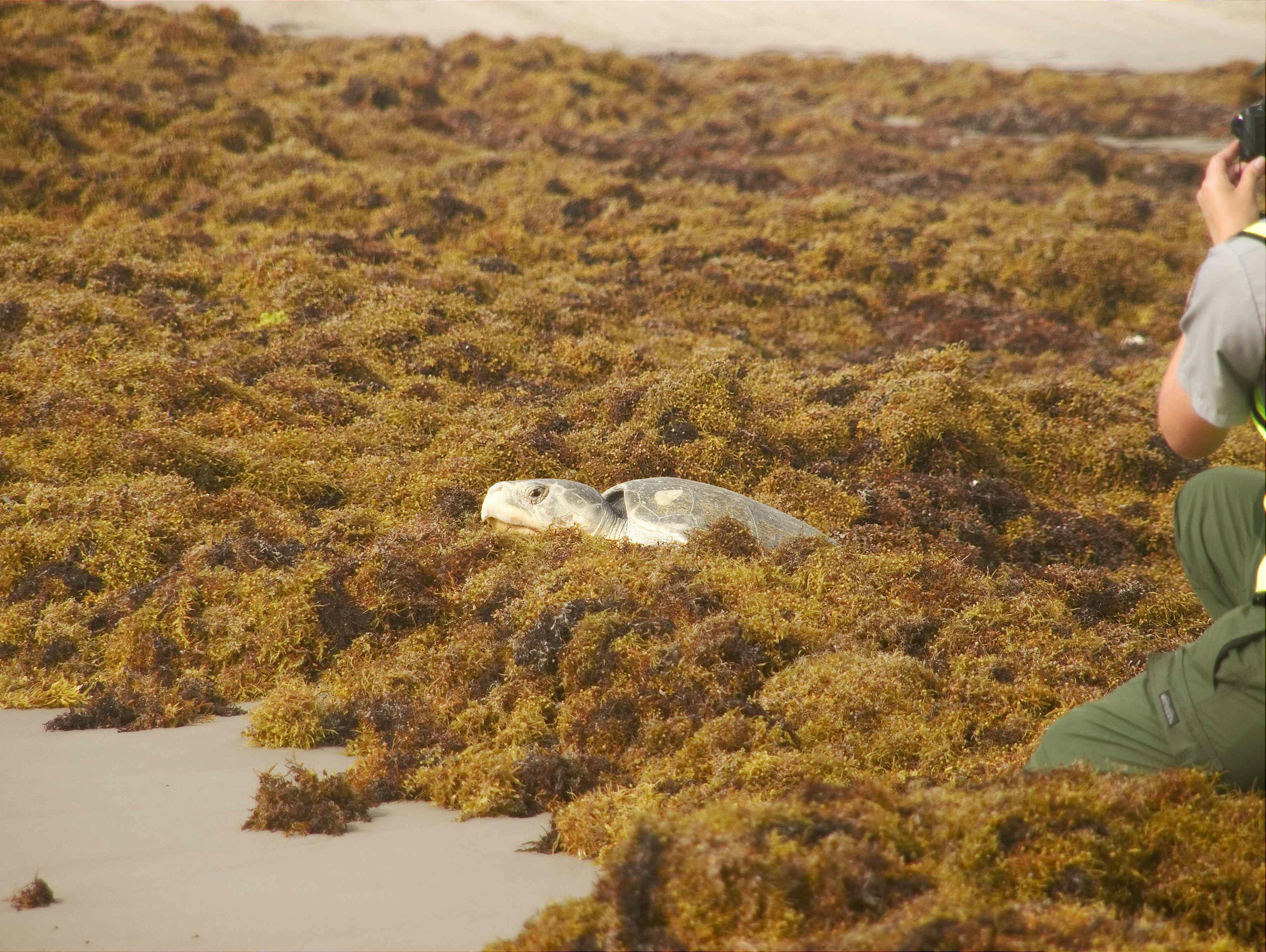 カリブ海に流れ着く海藻を肥料に変えて 海を綺麗に山に緑を戻そう Campfire キャンプファイヤー カリブ海に流れ着く海藻を肥料に変えて 海を綺麗に山に緑を戻そう Campfire キャンプファイヤー