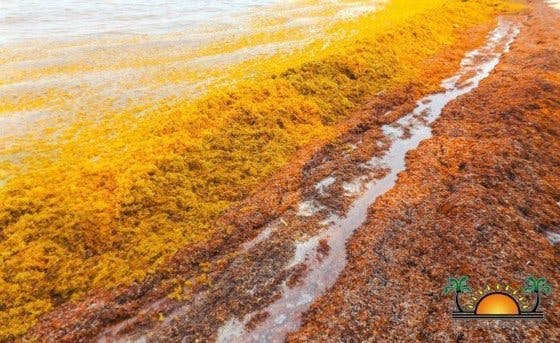 カリブ海に流れ着く海藻を肥料に変えて 海を綺麗に山に緑を戻そう の支援者一覧 Campfire キャンプファイヤー