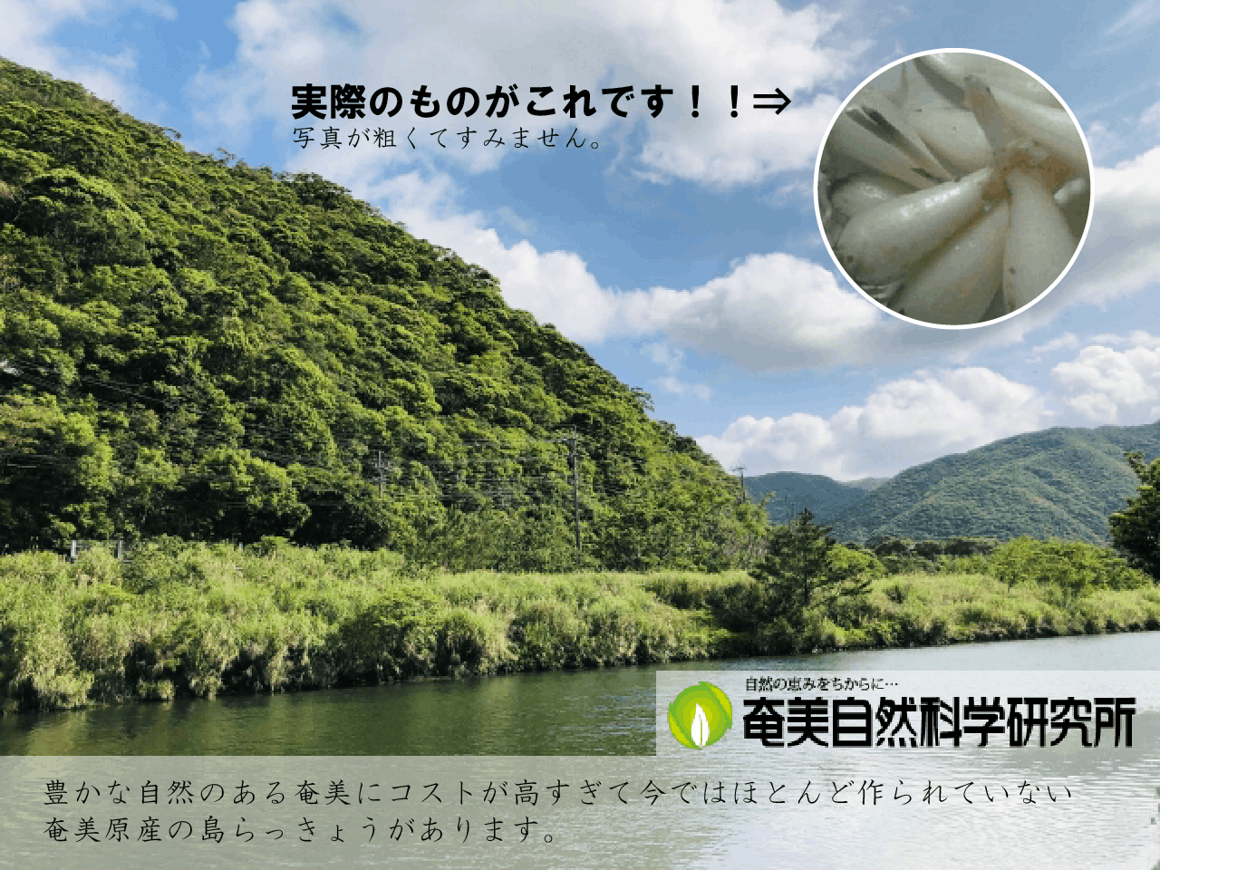 すぎ らっきょう 食べ