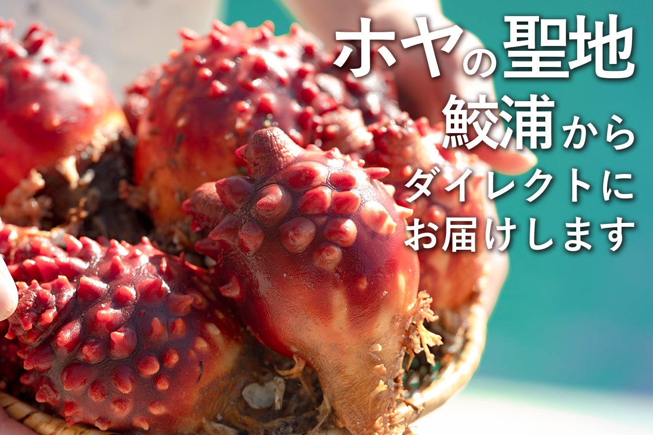 ホヤを食べると が甘くなるって本当 Campfire キャンプファイヤー ホヤを食べると が甘くなるって本当 Campfire キャンプファイヤー