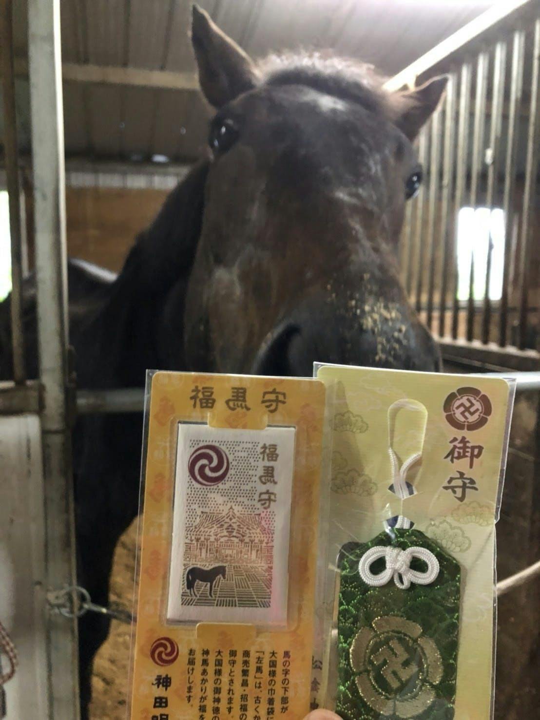 助けたい命があります 新しい馬房を作り快適に暮らしてもらうための資金 Campfire キャンプファイヤー 助けたい命があります 新しい馬房を作り快適に暮らしてもらうための資金 Campfire キャンプファイヤー