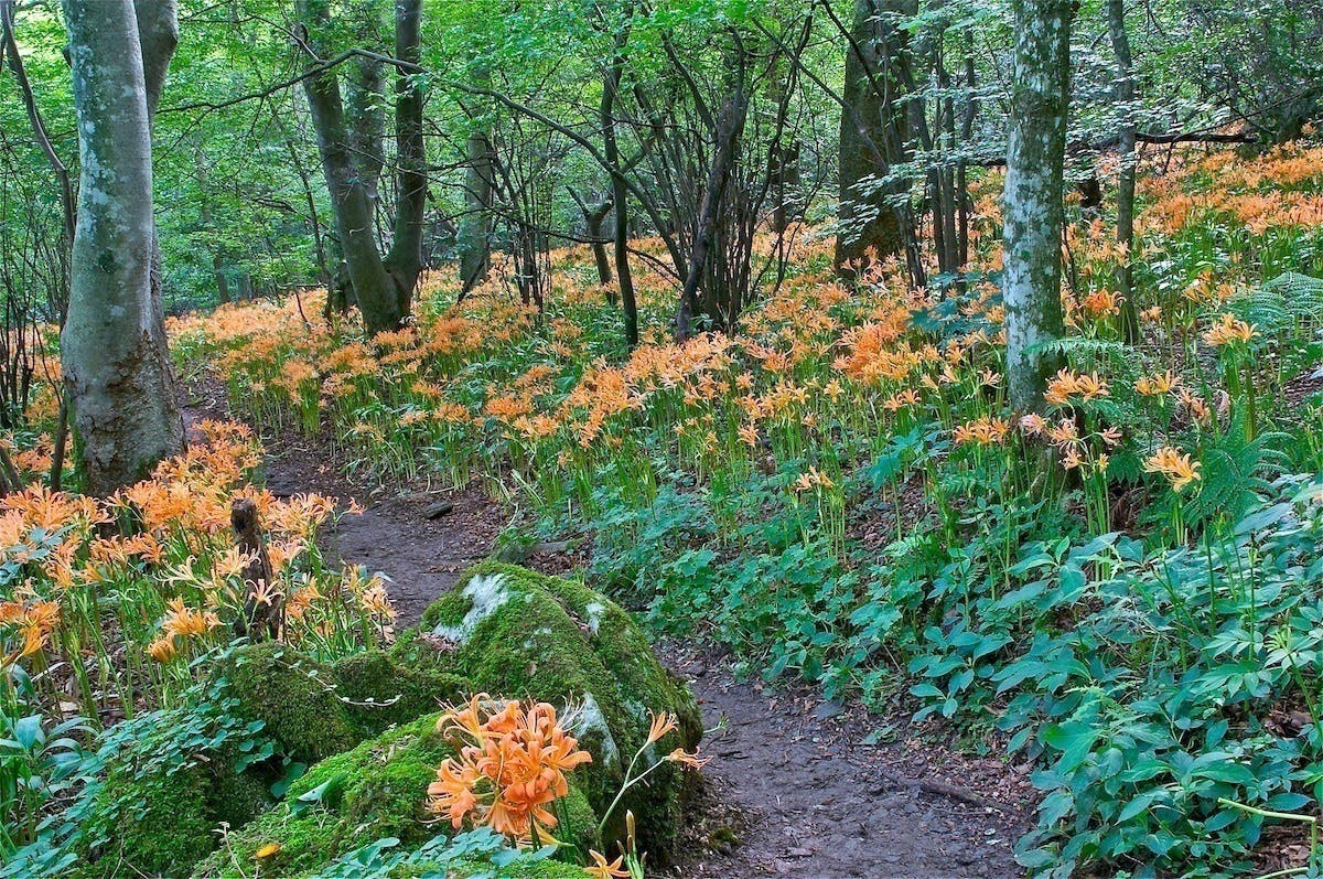 脊振の花と自然を満載した 写真集『脊振讃歌II』を出販 - CAMPFIRE (キャンプファイヤー)