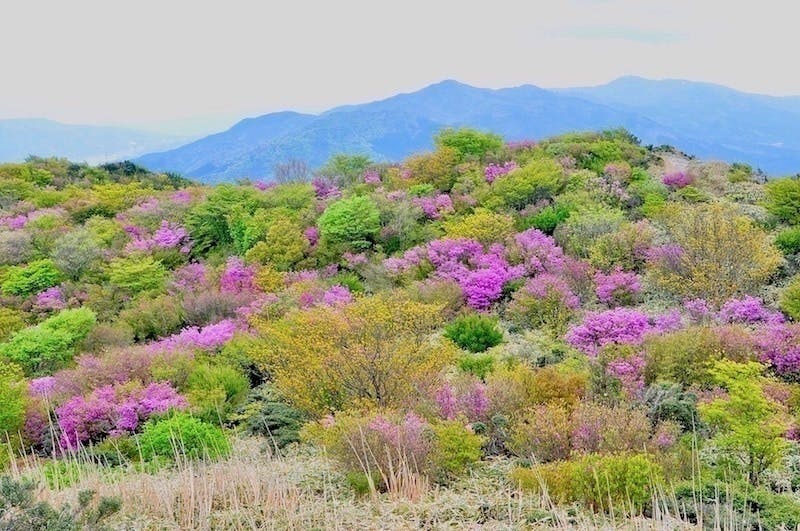 脊振の花と自然を満載した 写真集『脊振讃歌II』を出販 - CAMPFIRE (キャンプファイヤー)