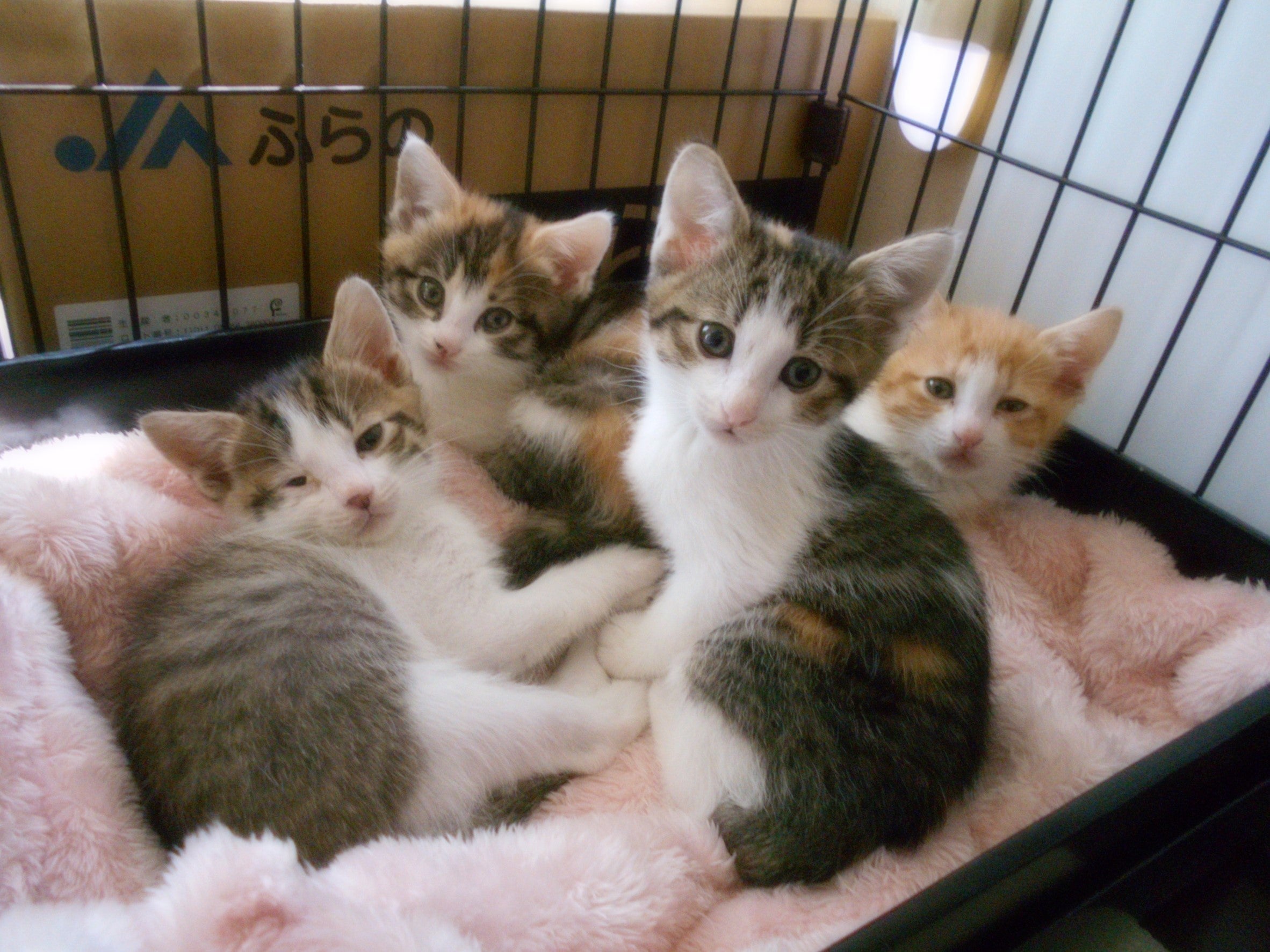 4番目のメイン画像