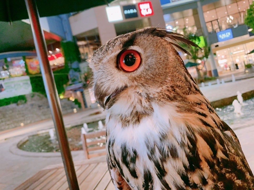 ふれあえる街の癒し 小さな動物園 を作りたい Campfire キャンプファイヤー ふれあえる街の癒し 小さな動物園 を作りたい Campfire キャンプファイヤー