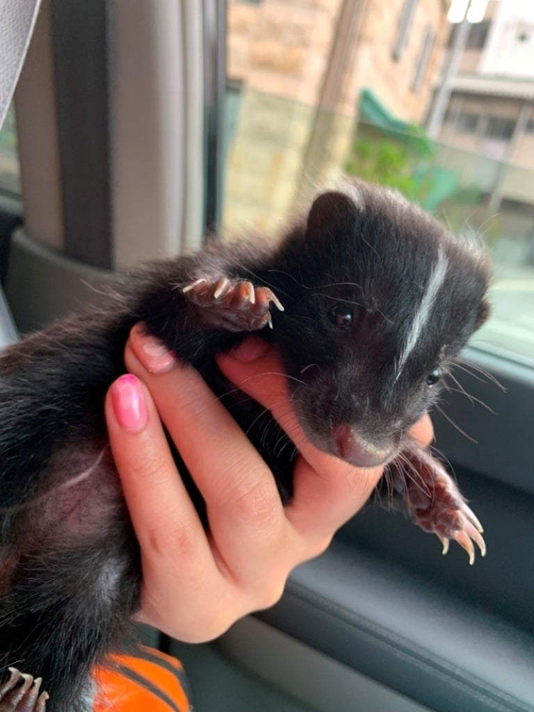 ふれあえる街の癒し 小さな動物園 を作りたい Campfire キャンプファイヤー ふれあえる街の癒し 小さな動物園 を作りたい Campfire キャンプファイヤー