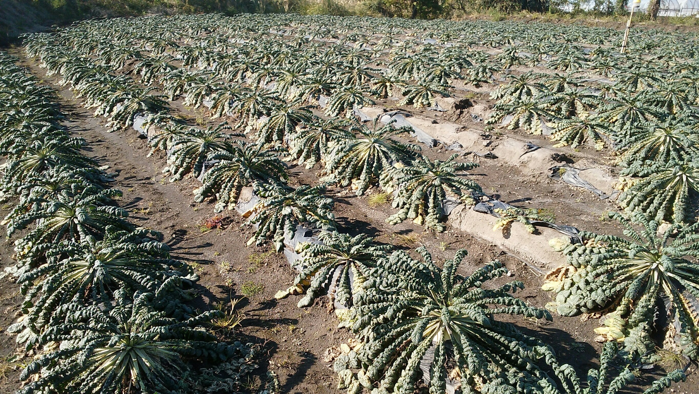 世界一大きい桜島大根栽培応援 Campfire キャンプファイヤー 世界一大きい桜島大根栽培応援 Campfire キャンプファイヤー