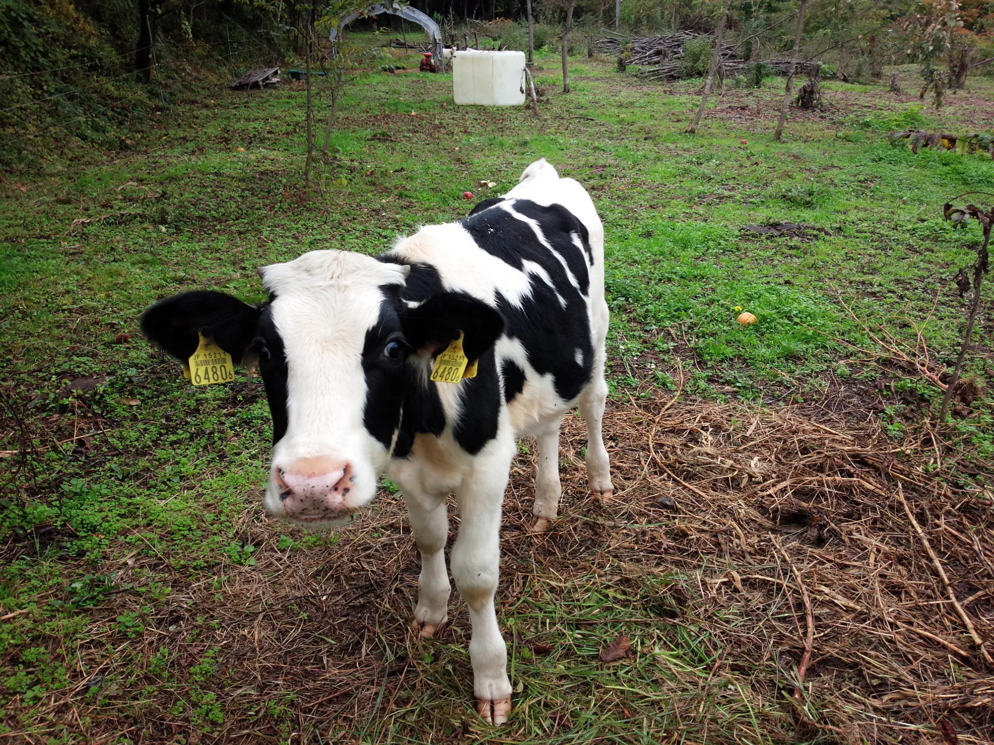 2番目のメイン画像