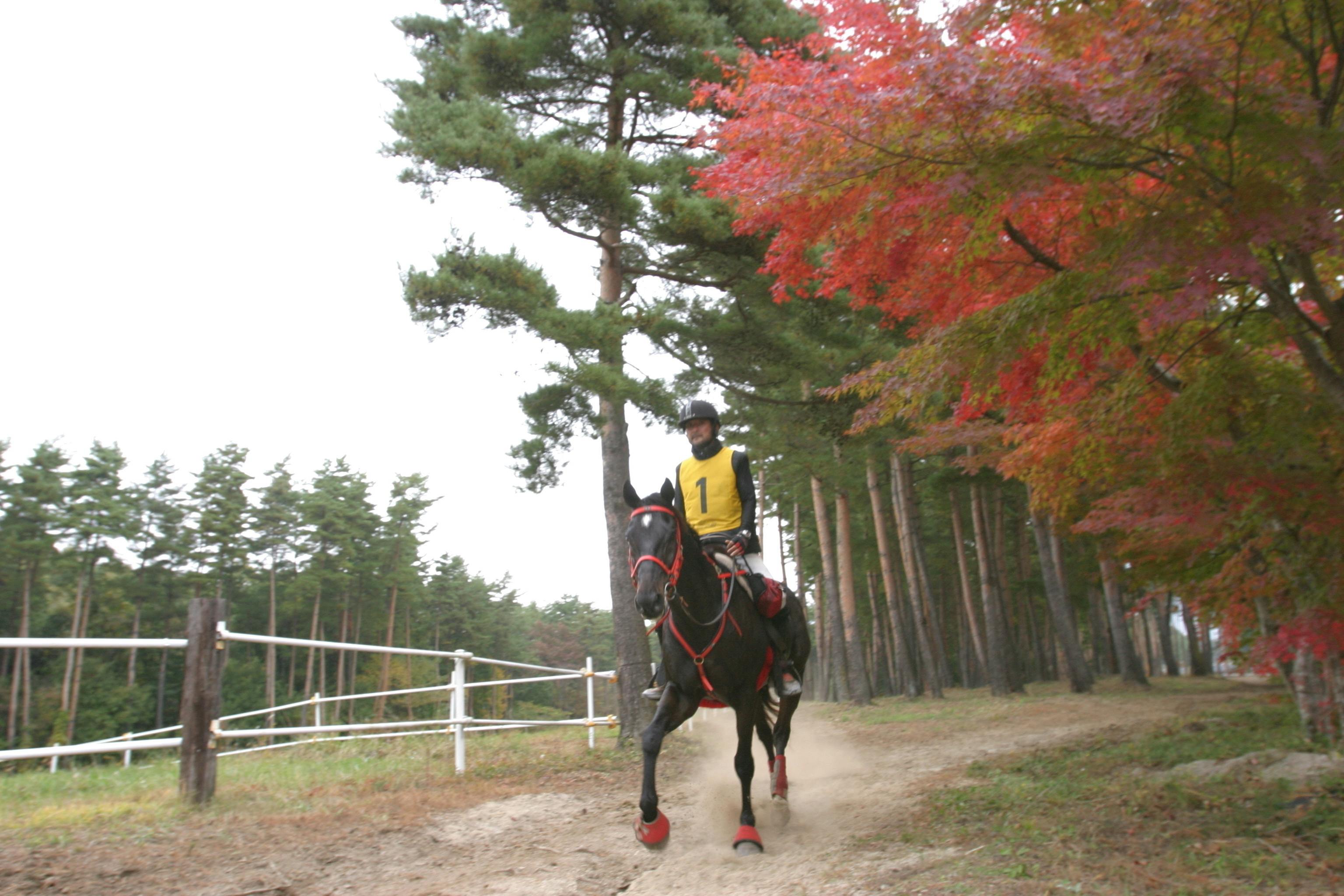 馬のエンデュランス競技とピュア アラビアン 純血アラブ種 の魅力を広めたい Campfire キャンプファイヤー 馬のエンデュランス競技とピュア アラビアン 純血アラブ種 の魅力を広めたい Campfire キャンプファイヤー