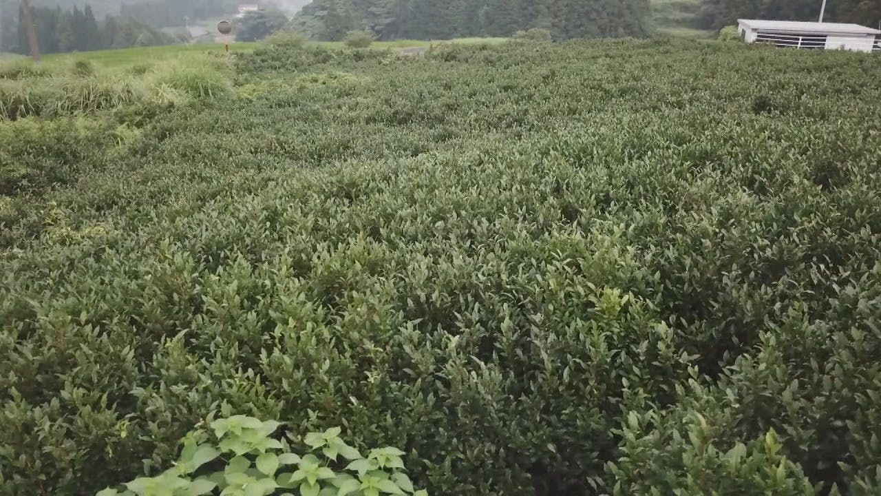 荒れた茶畑を再活用したい 茶の実プロジェクト Campfire キャンプファイヤー 荒れた茶畑を再活用したい 茶の実プロジェクト Campfire キャンプファイヤー
